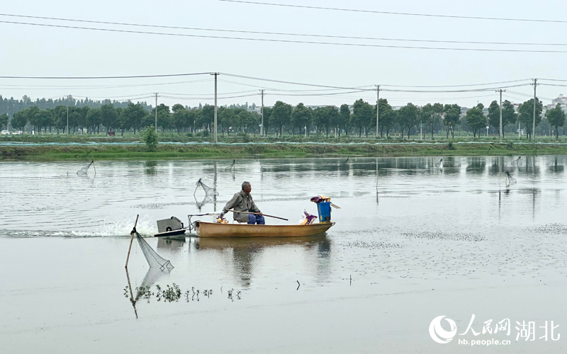 气象服务为湖北潜江小龙虾产业“保驾护航”