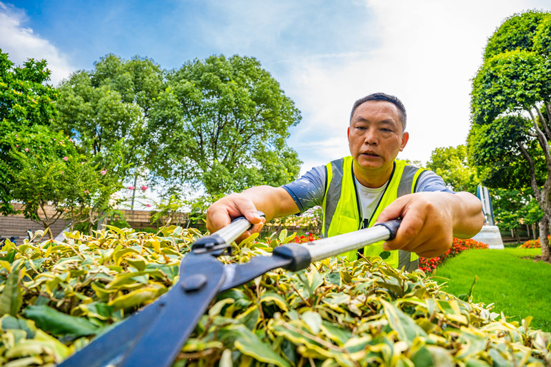 7月，园林技师在武汉临江大道游园养护绿植。詹重山摄